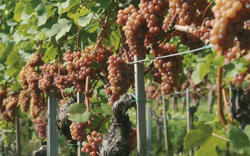 Regione del vino Regione del vino